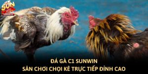 Đá Gà C1 Sunwin: Sân Chơi Chọi Kê Trực Tiếp Đỉnh Cao