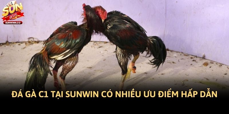 Đá gà C1 tại Sunwin có nhiều ưu điểm hấp dẫn