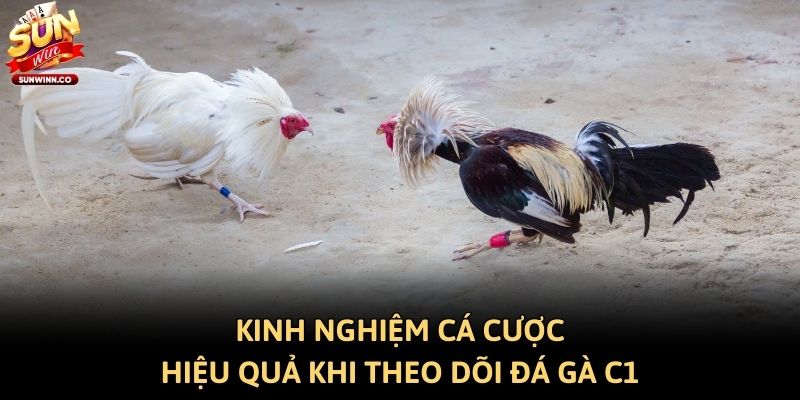Kinh nghiệm cá cược hiệu quả khi theo dõi đá gà C1