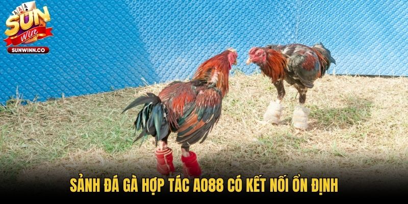 Sảnh đá gà hợp tác AO88 có kết nối ổn định