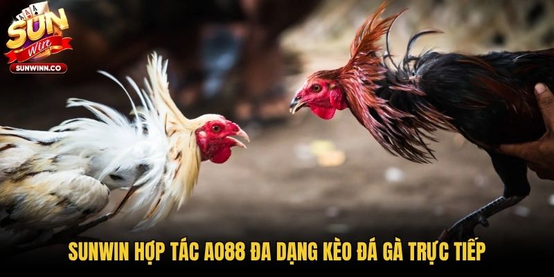 Sunwin hợp tác AO88 đa dạng kèo đá gà trực tiếp