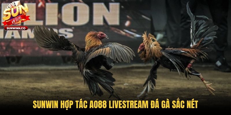 Sunwin hợp tác AO88 livestream đá gà sắc nét