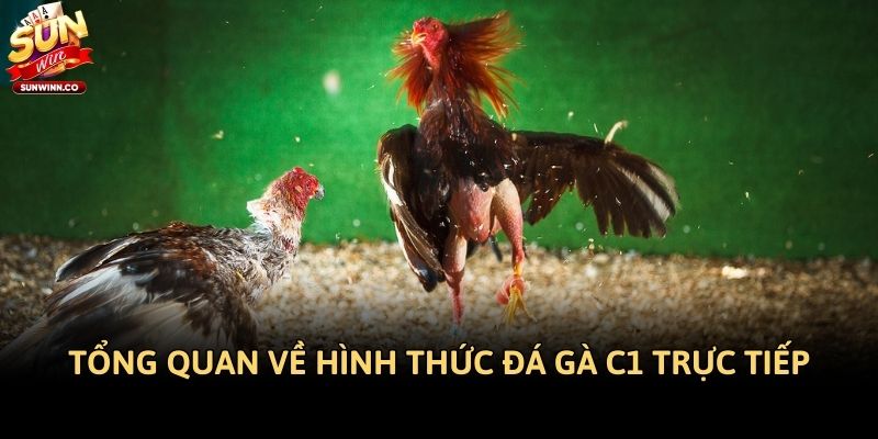 Tổng quan về hình thức đá gà C1 trực tiếp